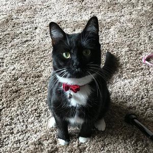 Meet your Posher, Ellen